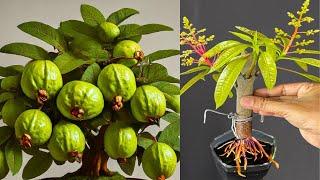 Best Creative 5 Ideas for Bougainvillea, Lemon, Mango, Banana And Dragon fruits at home