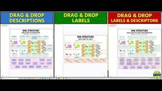 DNA Structure - Interactive Google Slides Activities (by Tangstar Science)
