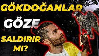 DÜNYANIN EN HIZLI CANLISI: GÖKDOĞAN! (Saatte 380 Km Hızla Gidiyor)