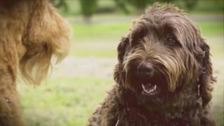Dog friendly travel tips  & accommodation - S1 Ep 1