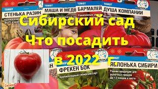 Какие томаты от Сибирского сада советую посадить, обзор сортов для теплицы и открытого грунта