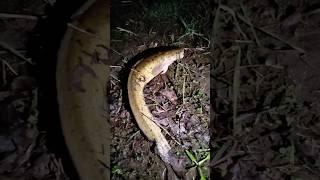 Первый налимчик сезона️ #рыбалка #fishing