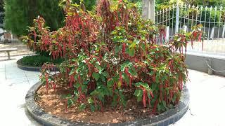 Tour pelo Aldeamento - Santa Rita do Itueto MG. Lindo o capricho das pessoas com as flores!!!