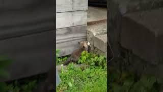 Mealtime Learning Fox vs Mouse: Hamas the Fox Catches a White Mouse