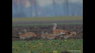 Great bustard (Otis tarda) Αγριόγαλος