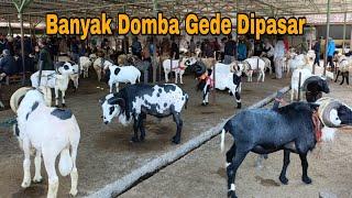 Update 2 Minggu Sebelum Puasa, Domba Gede Banyak Masuk Pasar