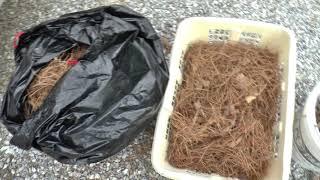 Purple Martin - Pre-nesting a Gourd