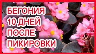 КАК ВЫРАСТИТЬ БЕГОНИИ.10 дней после пикировки.