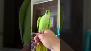 Parrot/طوطی