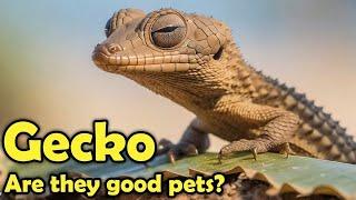 10 Amazing Gecko Facts You Need to Know!