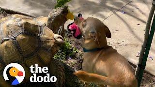 Puppy Brings His Tortoise Brother His Favorite Toys | The Dodo