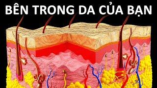 Hành Trình Bên Trong Làn Da Của Bạn