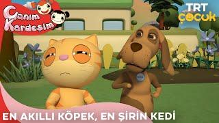 Canım Kardeşim - En Akıllı Köpek, En Şirin Kedi