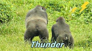 Gorilla D'jeeco family's reaction when they met thunder in summer / 迪亞哥家族夏天遇到打雷時的反應