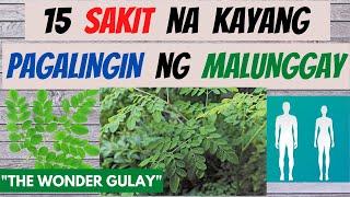 MALUNGGAY - mga sakit na kayang PAGALINGIN at BENEPISYO nito sa katawan | GAMOT, BENEFITS ng MORINGA