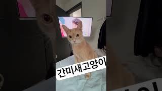 간미새고양이 꾸꾸 #고양이 #cat #고양이일상