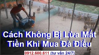 Cách Để Không Mất Tiền Khi Mua Đà Điểu, PHUONG NAM TV, Trang Trại Đà Điểu Phương Nam