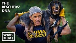 After Hurricane Man Saved Dogs Kittens & Dragons! The Rescuers' DNA - Hope For Dogs