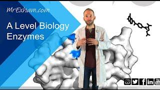 Enzymes Part 1 - Structure, function and rates - A Level Biology