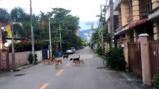 Soi Dogs, Early Morning, Chiang Mai, Thailand