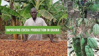 How to Improve Cocoa Production in Ghana//What some farmers suggest