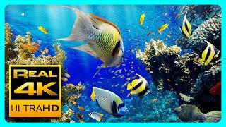 Das beste entspannende Aquarium 4K II  Schlafen, Entspannen, Meditieren - 2 Stunden - 4K UHD