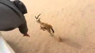 Arab men Deer hunting without a weapon