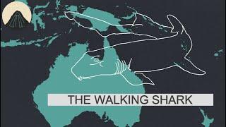 The Amazing Biology of Epaulette Sharks