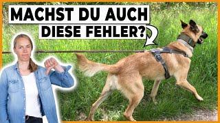 Hund zieht an der Leine, nichts hilft? Das macht fast jeder falsch!