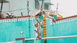 Monkey Playing on Electric Wire