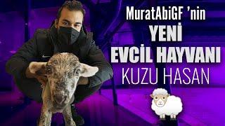 MuratAbiGF'nin Evcil Hayvanı Kuzu Hasan I Koronalı Youtuberlar Ofiste 