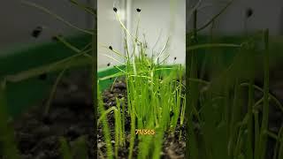 #bragarom #nature