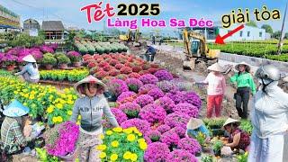 Làng hoa sa đéc 2025 rộ hoa độc lạ giá rẻ tết Ất Tỵ giải tỏa 1 khu lớn