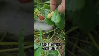 딸기농사! 어디 보자! 이게 뭡니까?