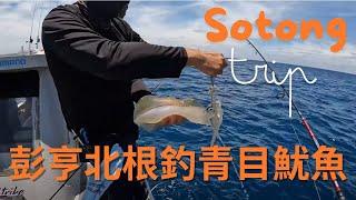 北根釣青目魷魚 | 彭亨 | 馬來西亞 | Pekan | Sotong