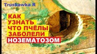 #Нозематоз #пчёл, признаки и диагностика. Профилактика и лечение.