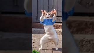 #cat funny dance videos# #yt shorts#