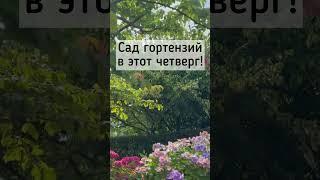 Сад гортензий в Нидерландах️Новое видео в четверг️ Зелёные тропы #26