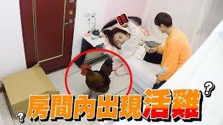 惡整！用「活雞」叫女友起床 女友的反應是！？【眾量級CROWD｜PRANK互整情侶特輯】
