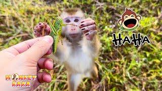 Dad caught insects to feed Monkey Kaka and they looked delicious