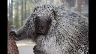 Watch Wild Animals Rehabilitated By Lake Tahoe Wildlife Care At The Outdoor Learning Center