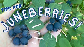 Juneberry Update: A Resilient and Abundant Fruit Crop!