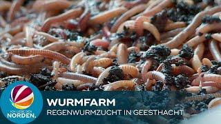 Wurmfarm: Schleswig Holsteiner züchtet Regenwürmer