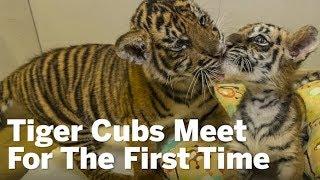 Tiger Cubs Meet For The First Time | San Diego Union-Tribune