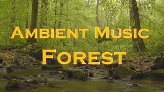 1 Hour of Forest Sounds | Nature Relaxation | Background Ambient Music (Dmytro Somov)