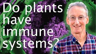 How plant immune systems protect them from disease - Jonathan Jones 