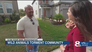 Tampa community says wild hogs destroying property