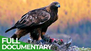 The Golden Eagle - Master of the Sky | Free Documentary Nature