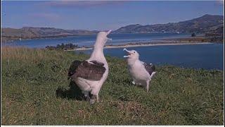 Royal Albatross ~ LGL Clacks At TFT When She Comes To Feed Her Chick! TFT Gardens Off Nest  8.30.24