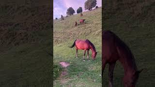 Аллах говорит в Коране | #ислам #вера #дух
